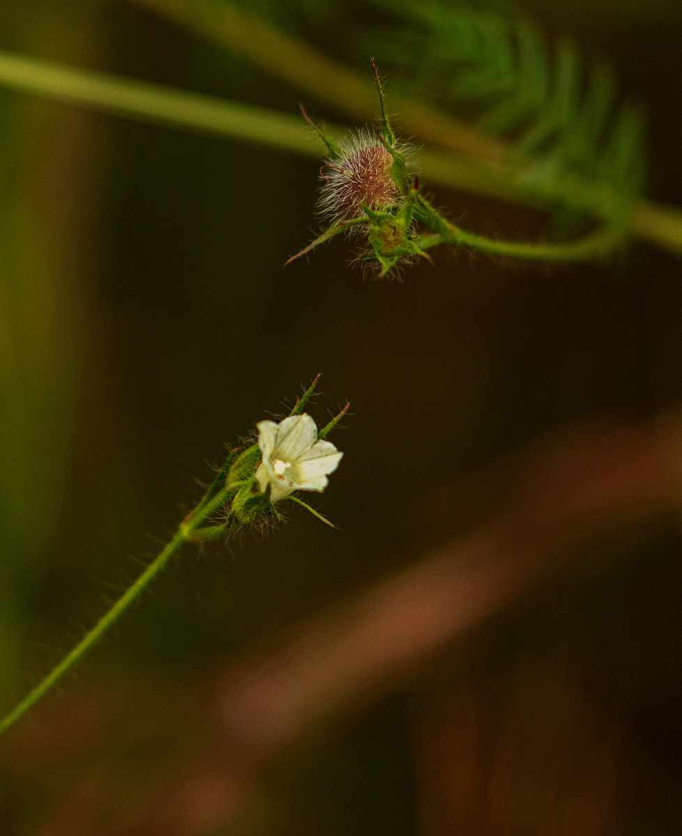 Merremia pinnata