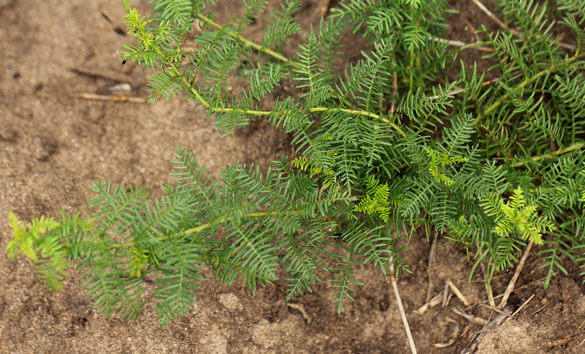 Merremia pinnata
