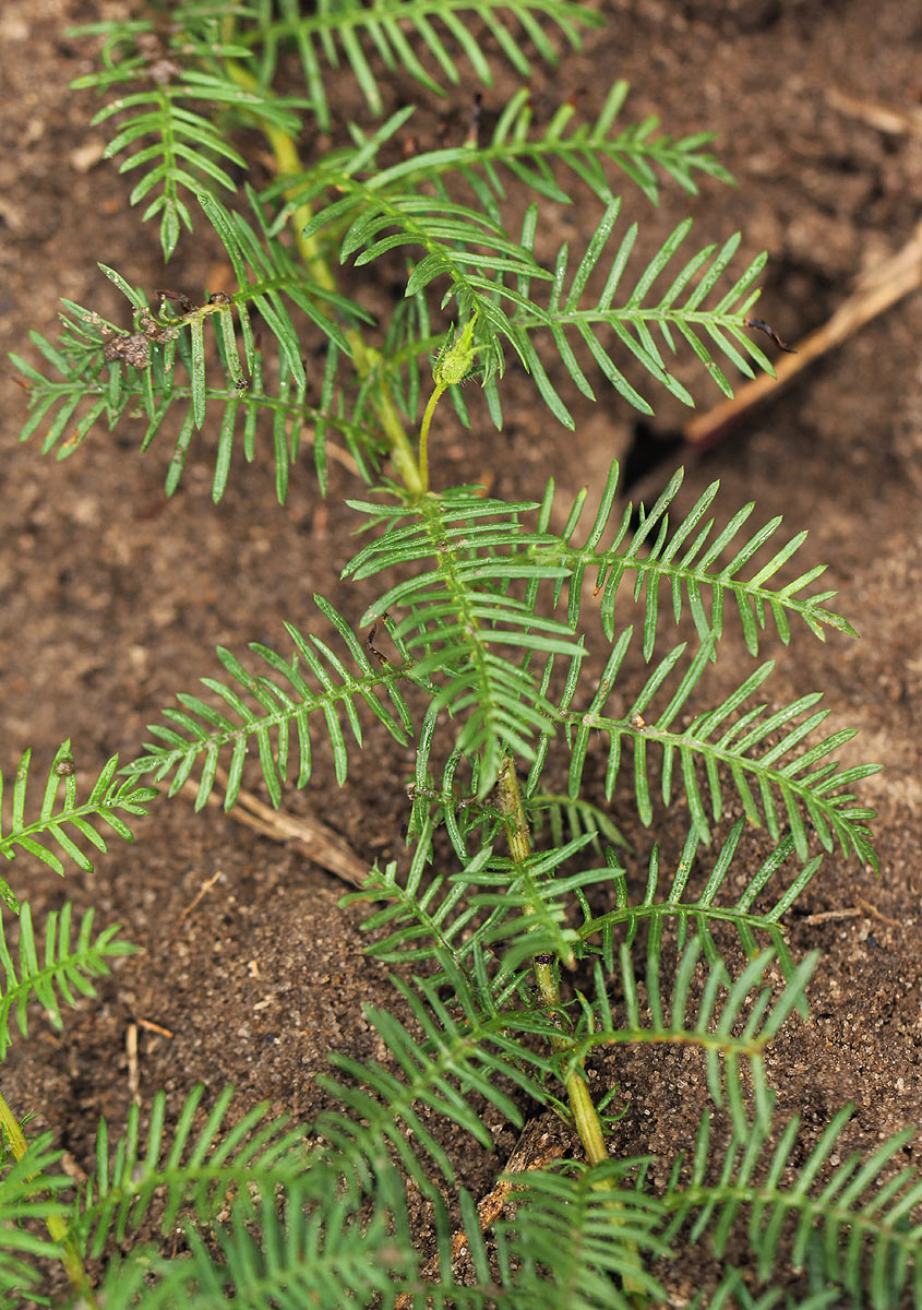 Merremia pinnata