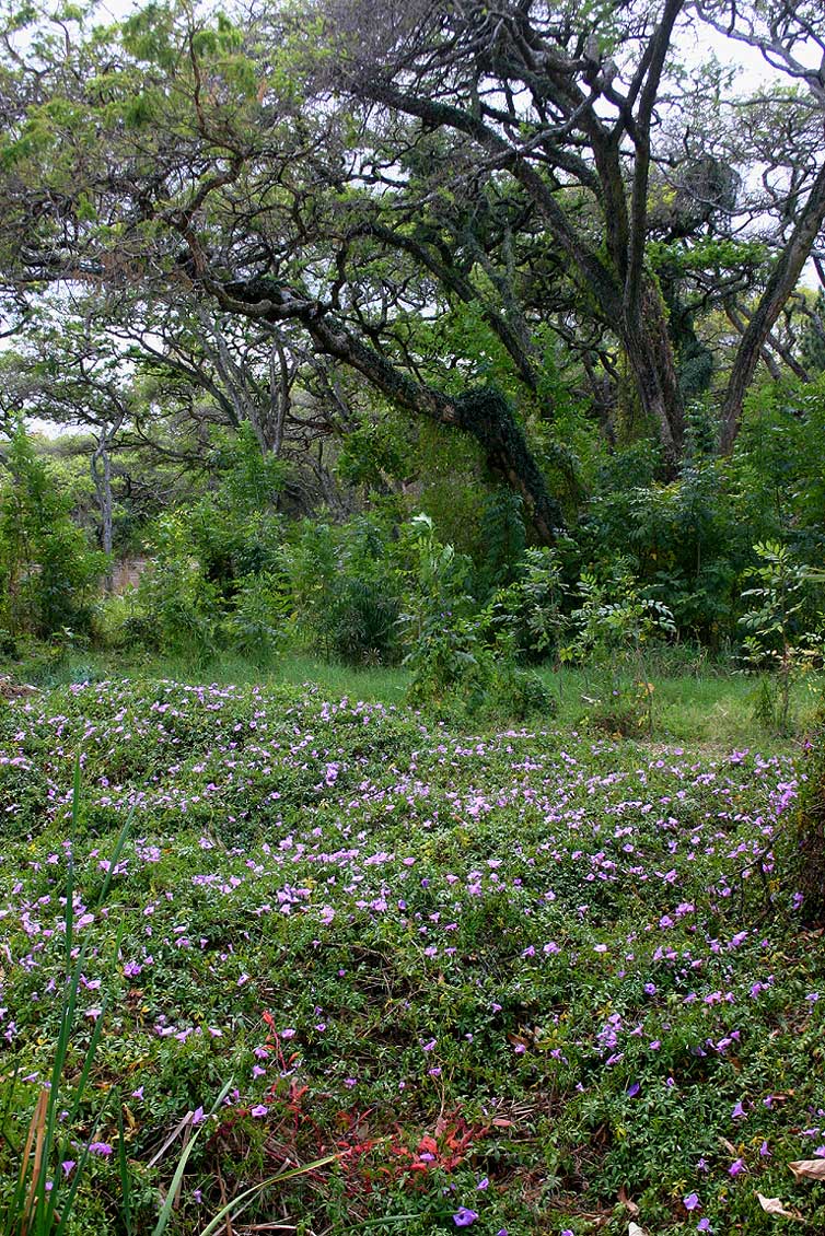 Ipomoea cairica var. cairica