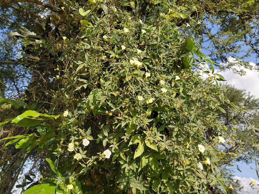 Ipomoea hochstetteri Ipomoea hochstetteri