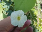 Ipomoea hochstetteri