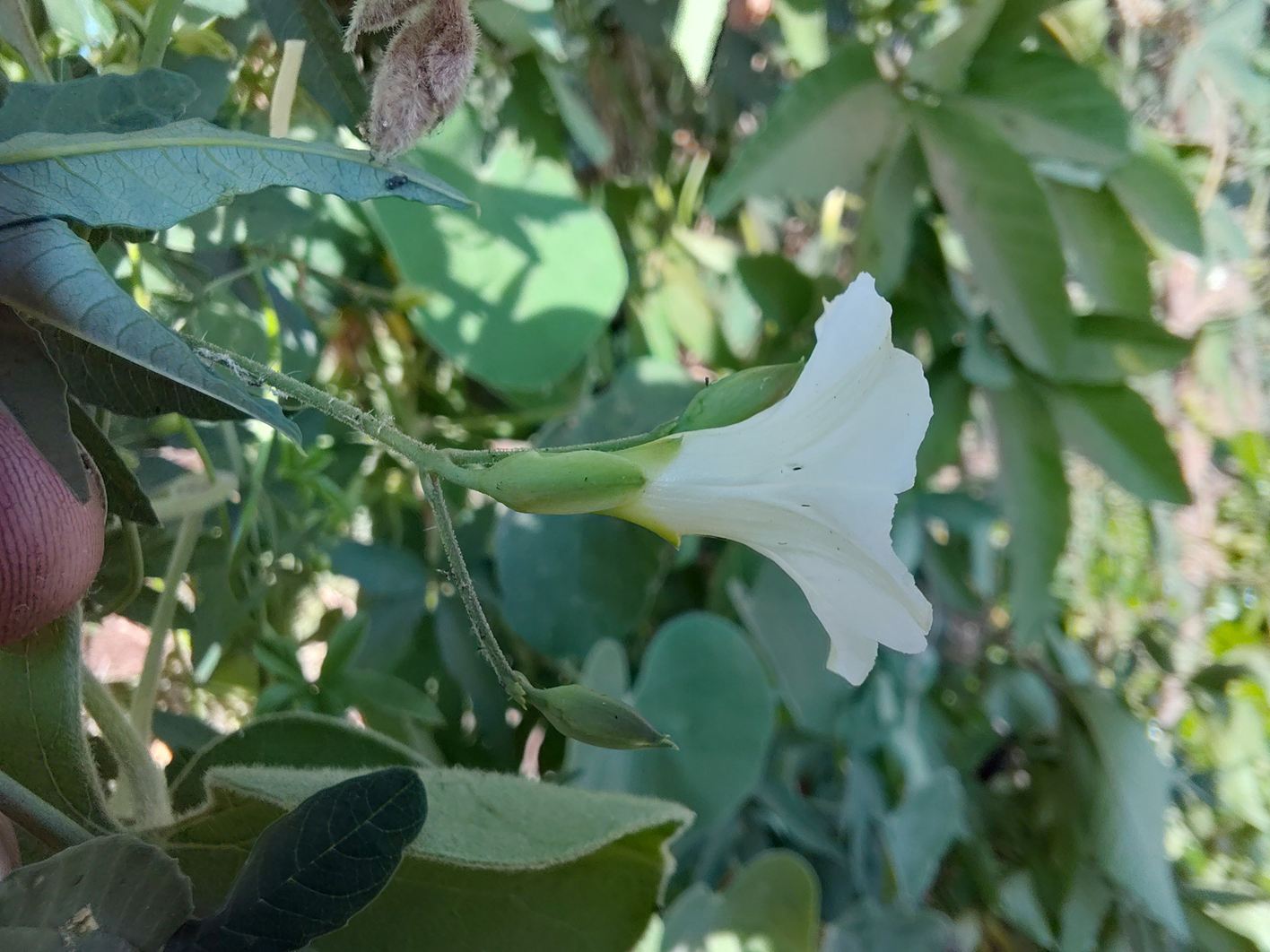 Ipomoea hochstetteri Ipomoea hochstetteri