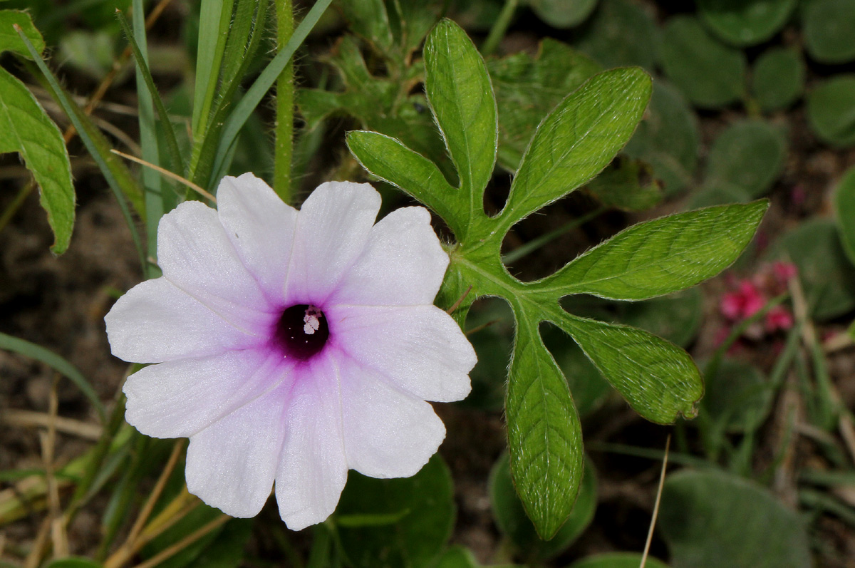Ipomoea pes-tigridis var. pes-tigridis
