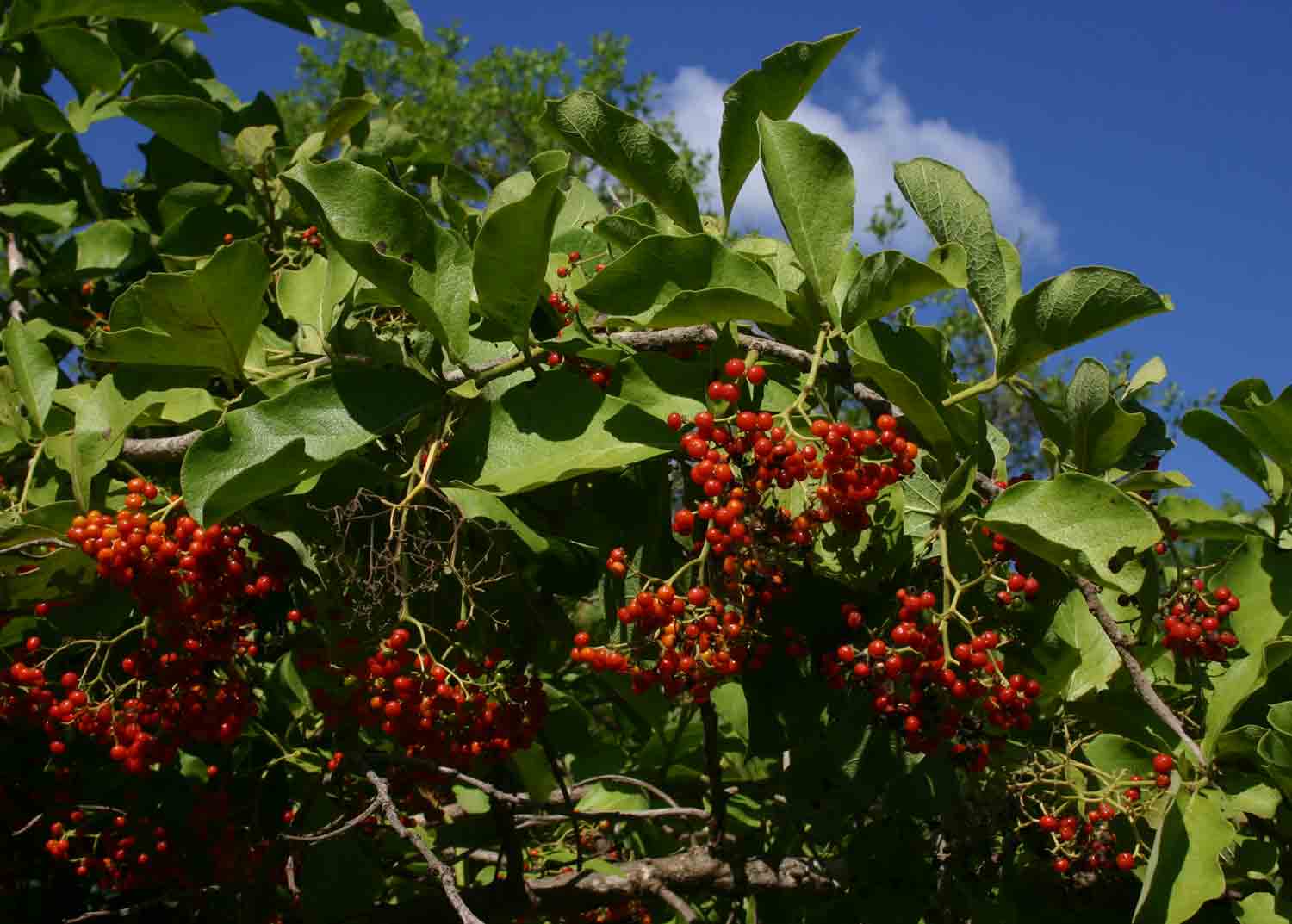 Ehretia amoena