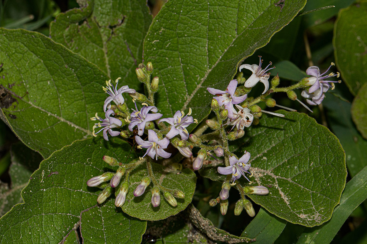 Ehretia obtusifolia