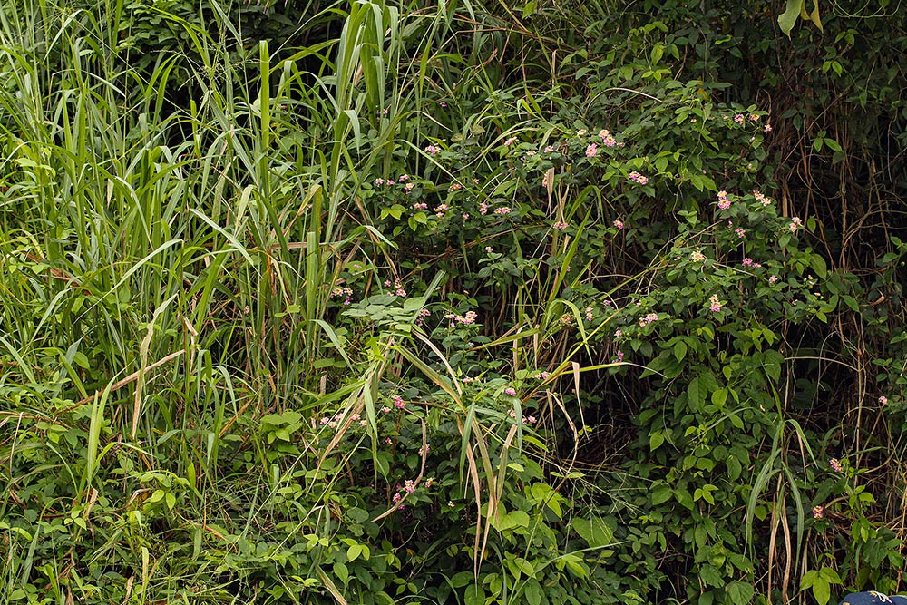 Lantana camara