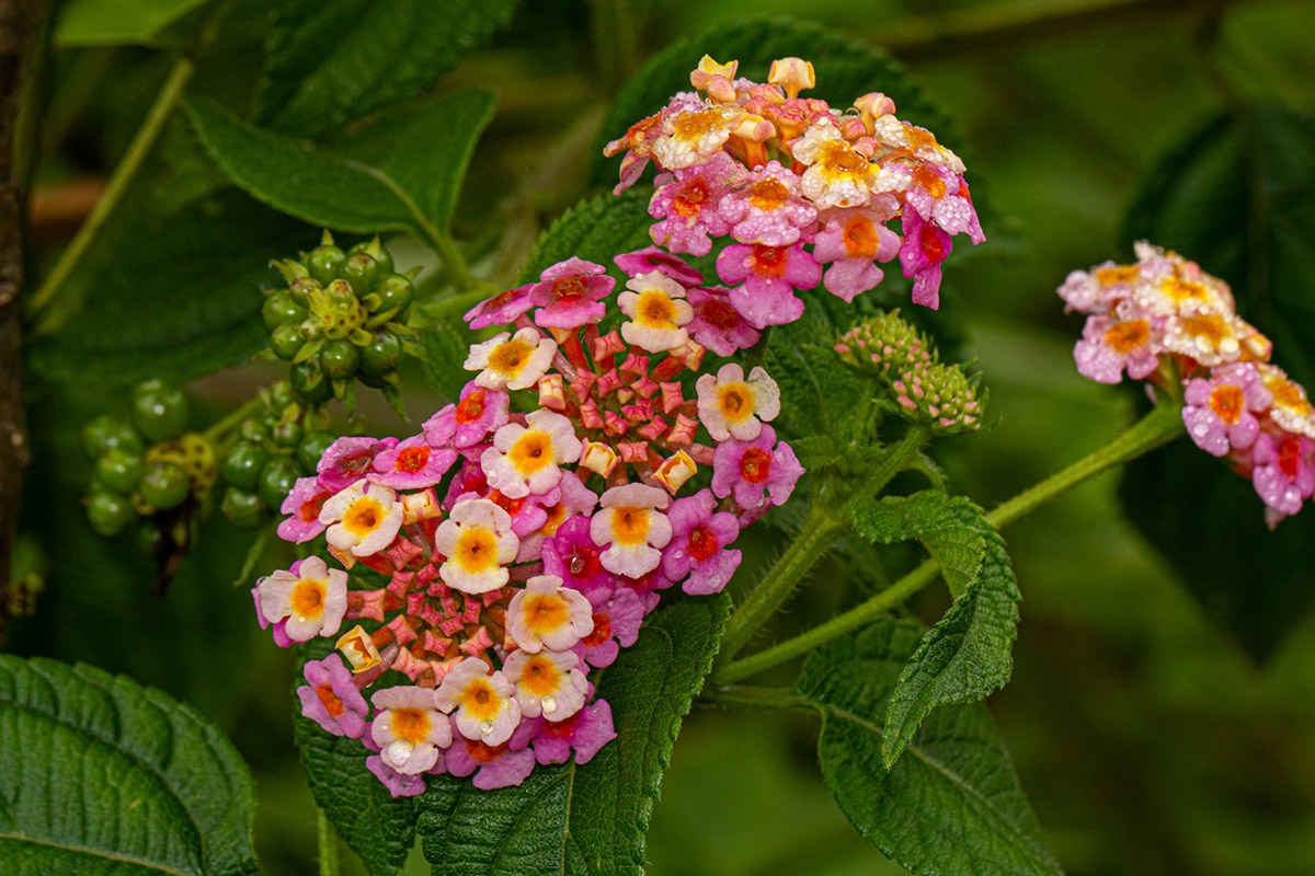 Lantana camara Lantana camara