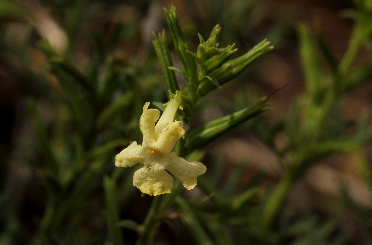 Chascanum pinnatifidum var. pinnatifidum