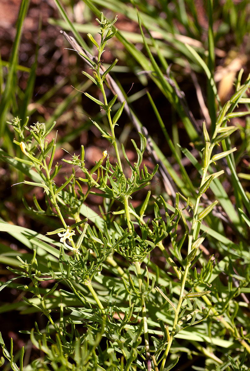 Chascanum pinnatifidum var. pinnatifidum
