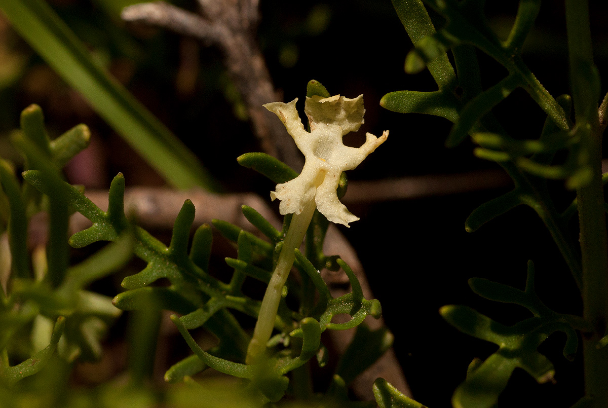 Chascanum pinnatifidum var. pinnatifidum