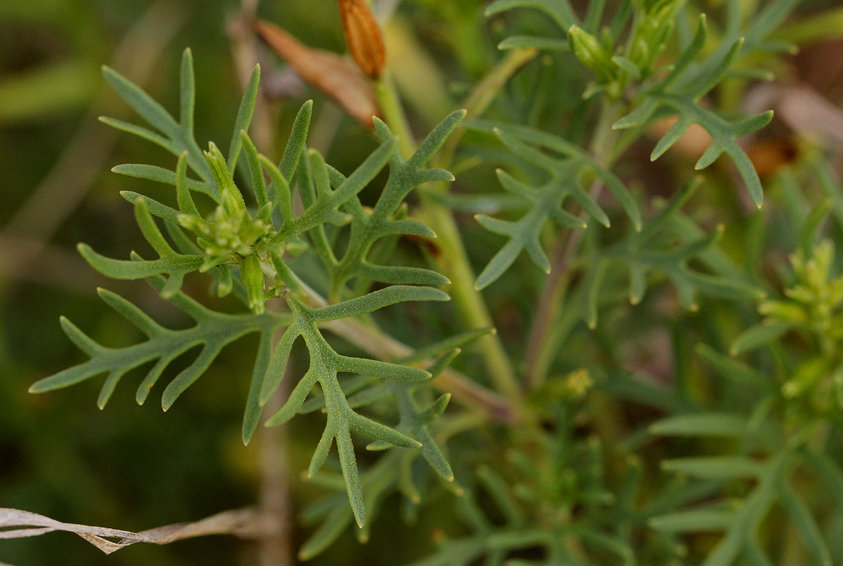 Chascanum pinnatifidum var. pinnatifidum