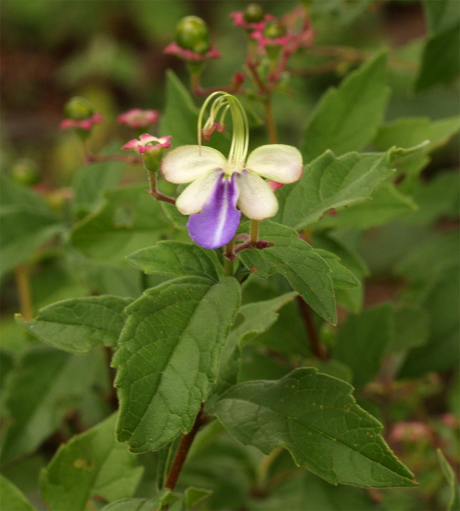 Rotheca myricoides