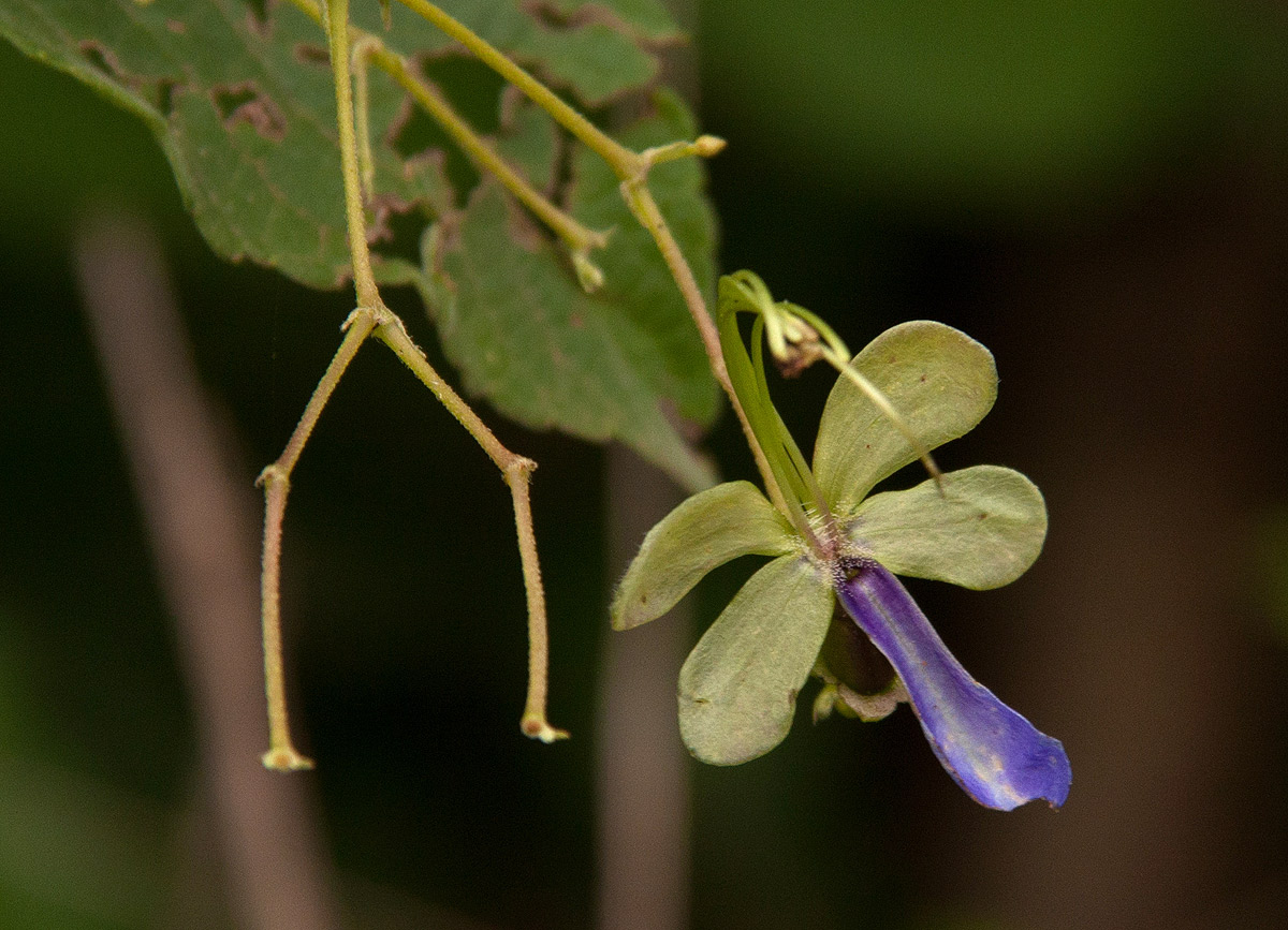 Rotheca myricoides