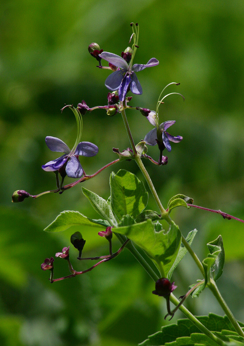 Rotheca myricoides