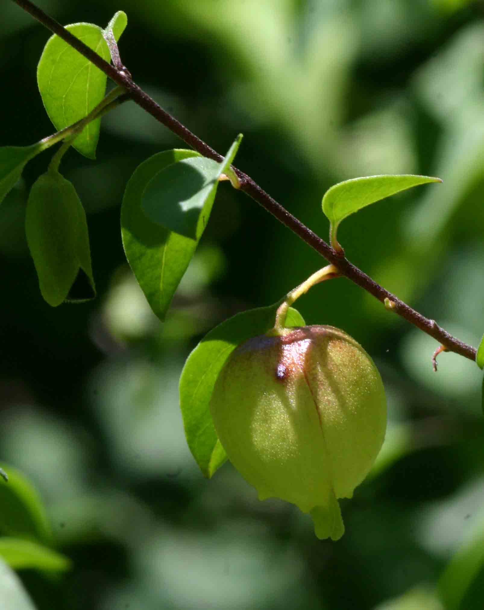 Tinnea rhodesiana