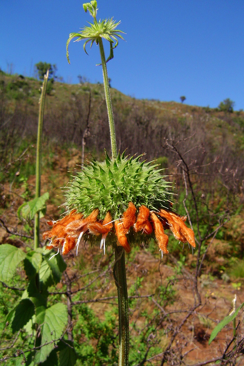 Leonotis ocymifolia var. raineriana
