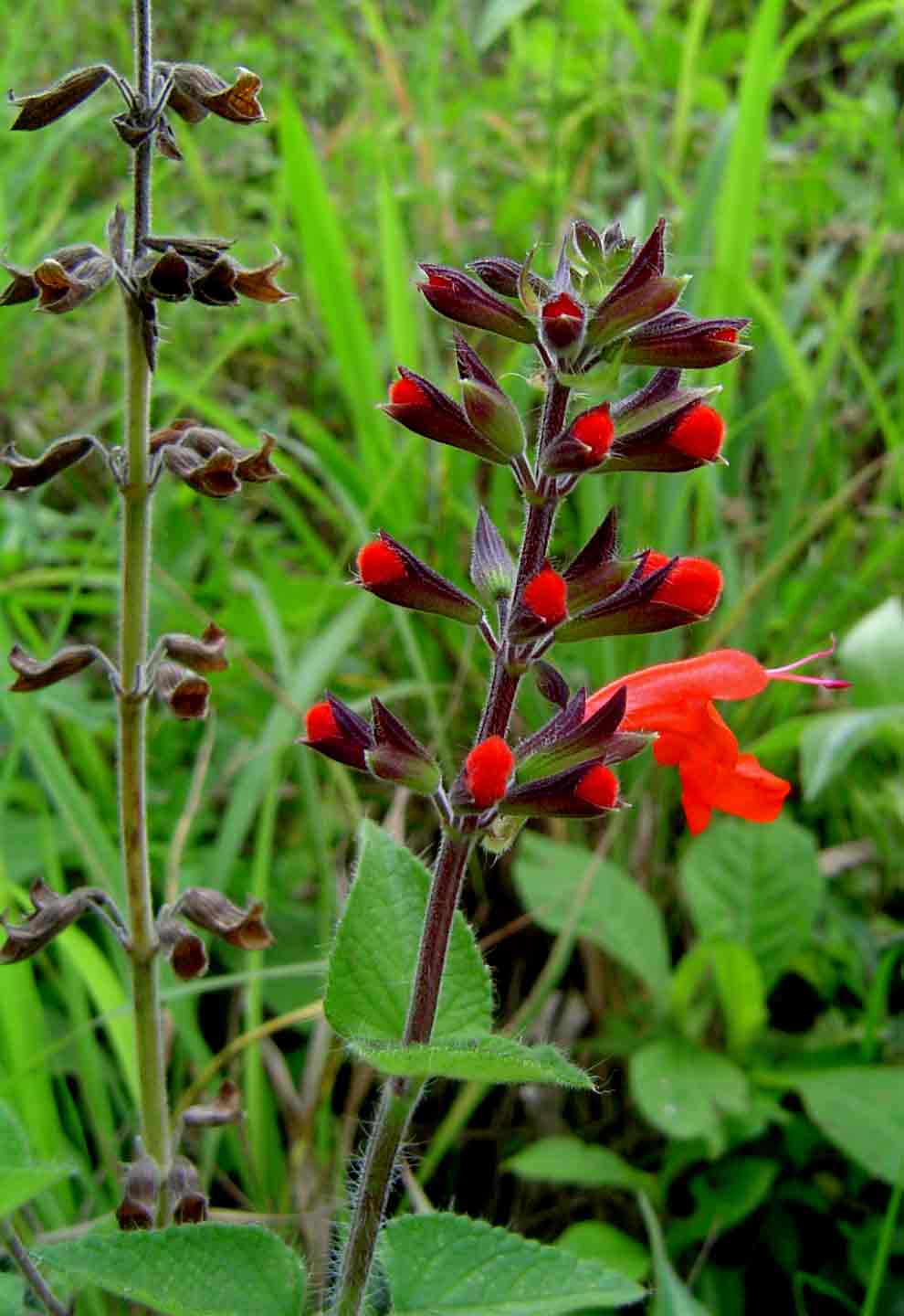 Salvia coccinea