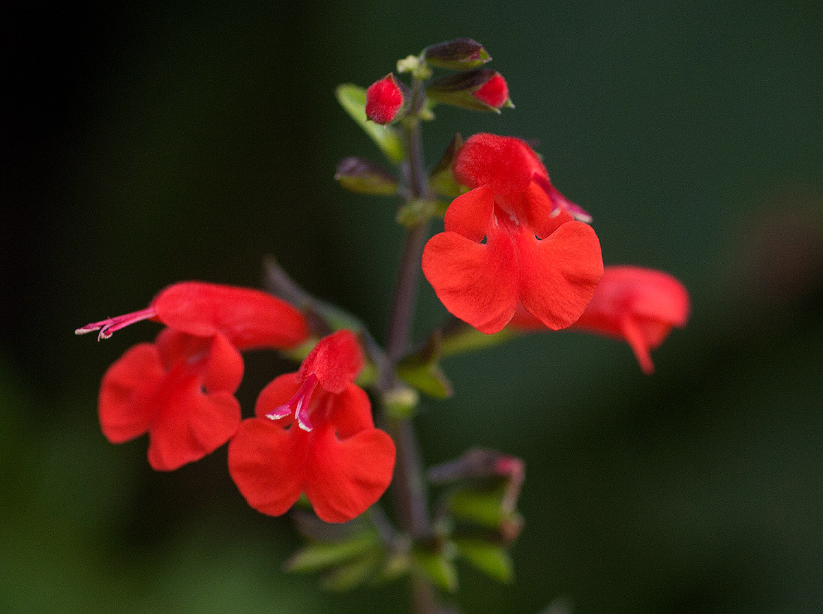 Salvia coccinea