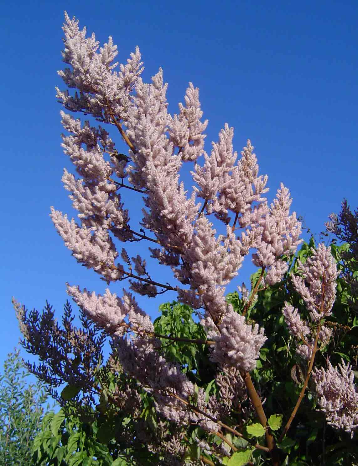Tetradenia riparia