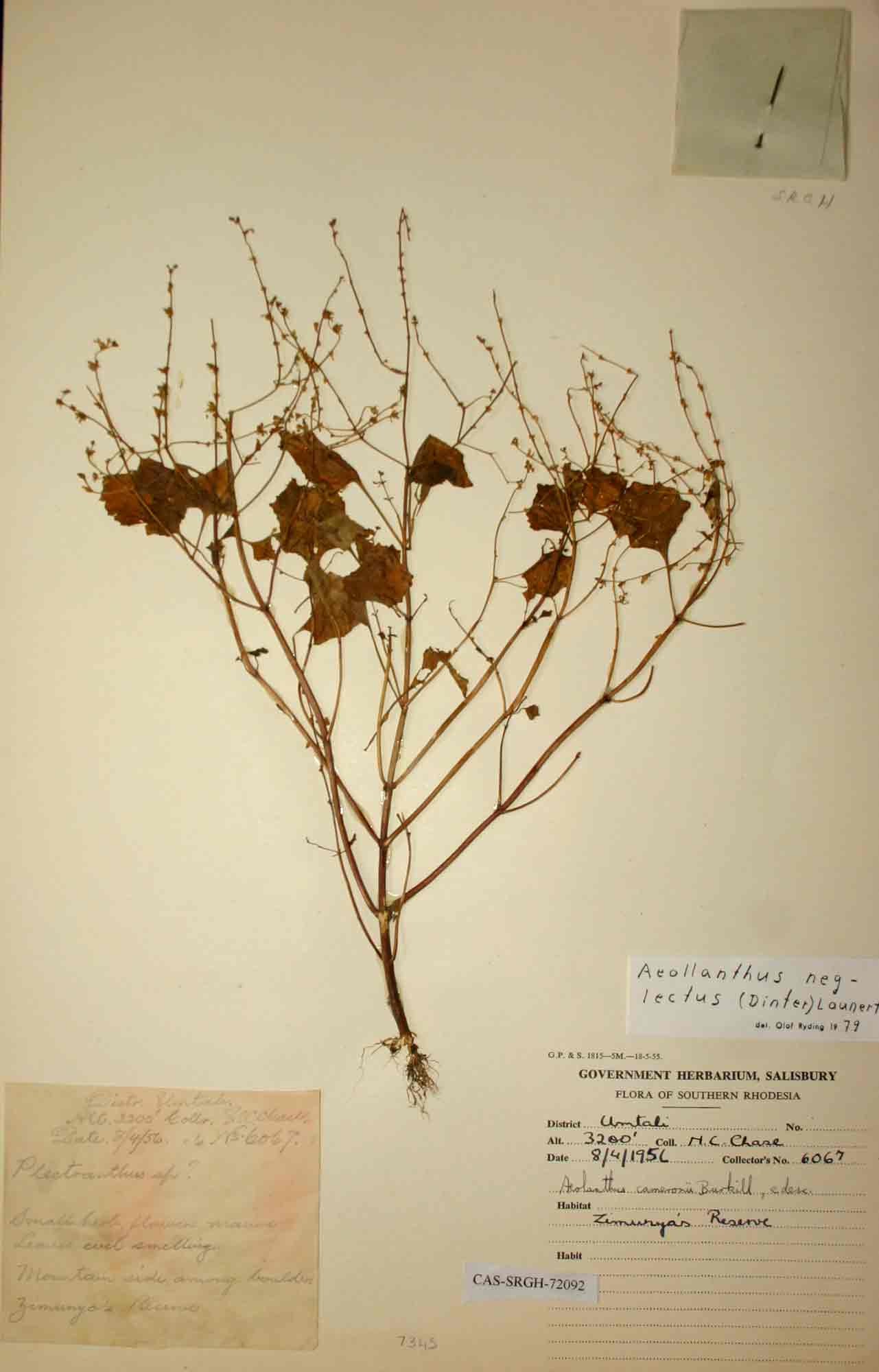 Aeollanthus neglectus