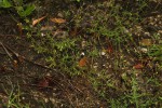 Endostemon tenuiflorus
