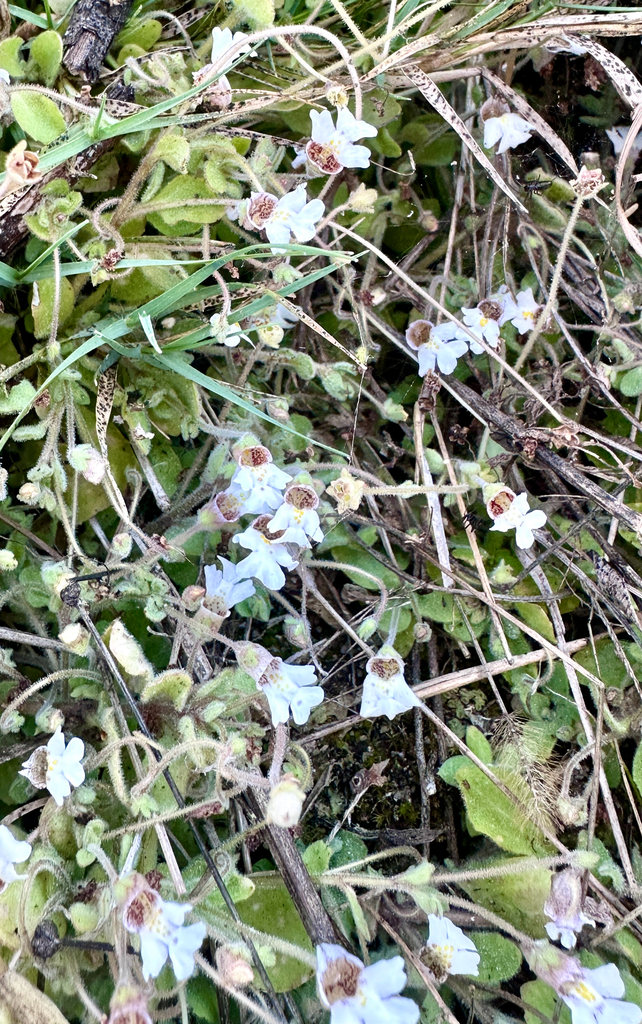 Diclis petiolaris Diclis petiolaris