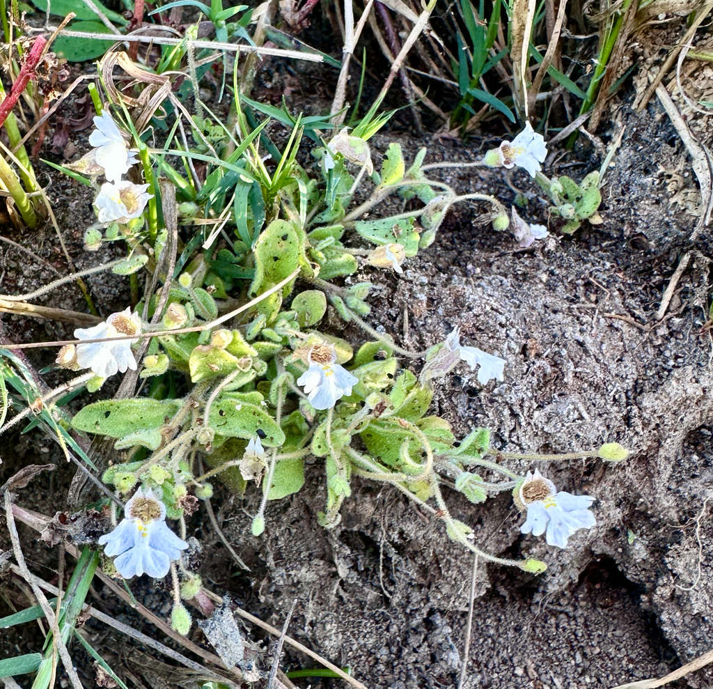 Diclis petiolaris Diclis petiolaris