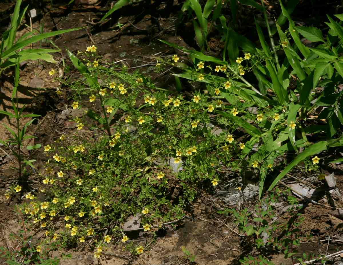 Jamesbrittenia micrantha