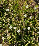 Limosella australis