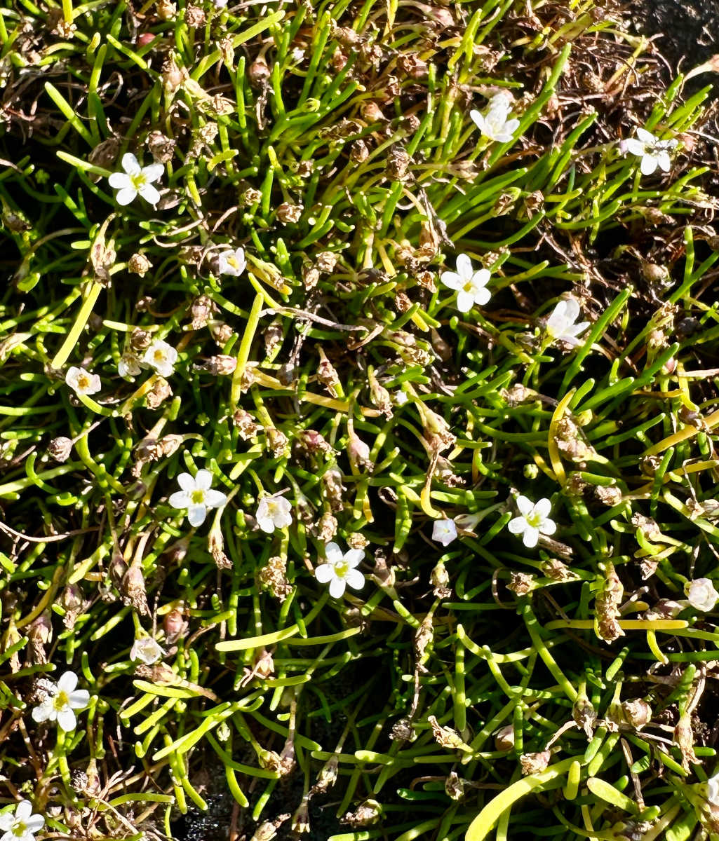 Limosella australis Limosella australis