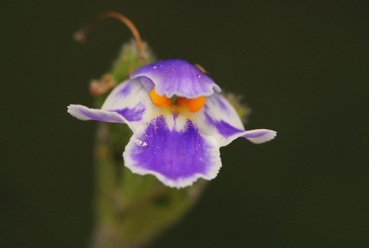 Craterostigma plantagineum