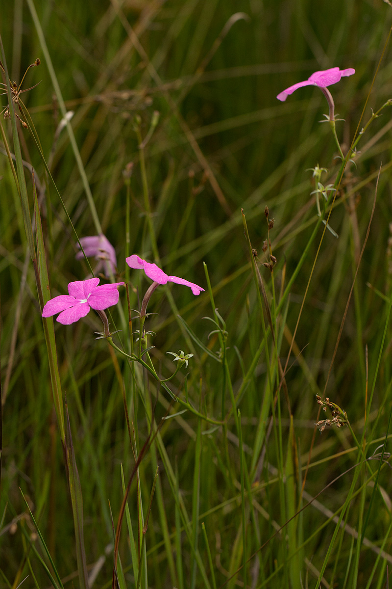 Cycnium tubulosum