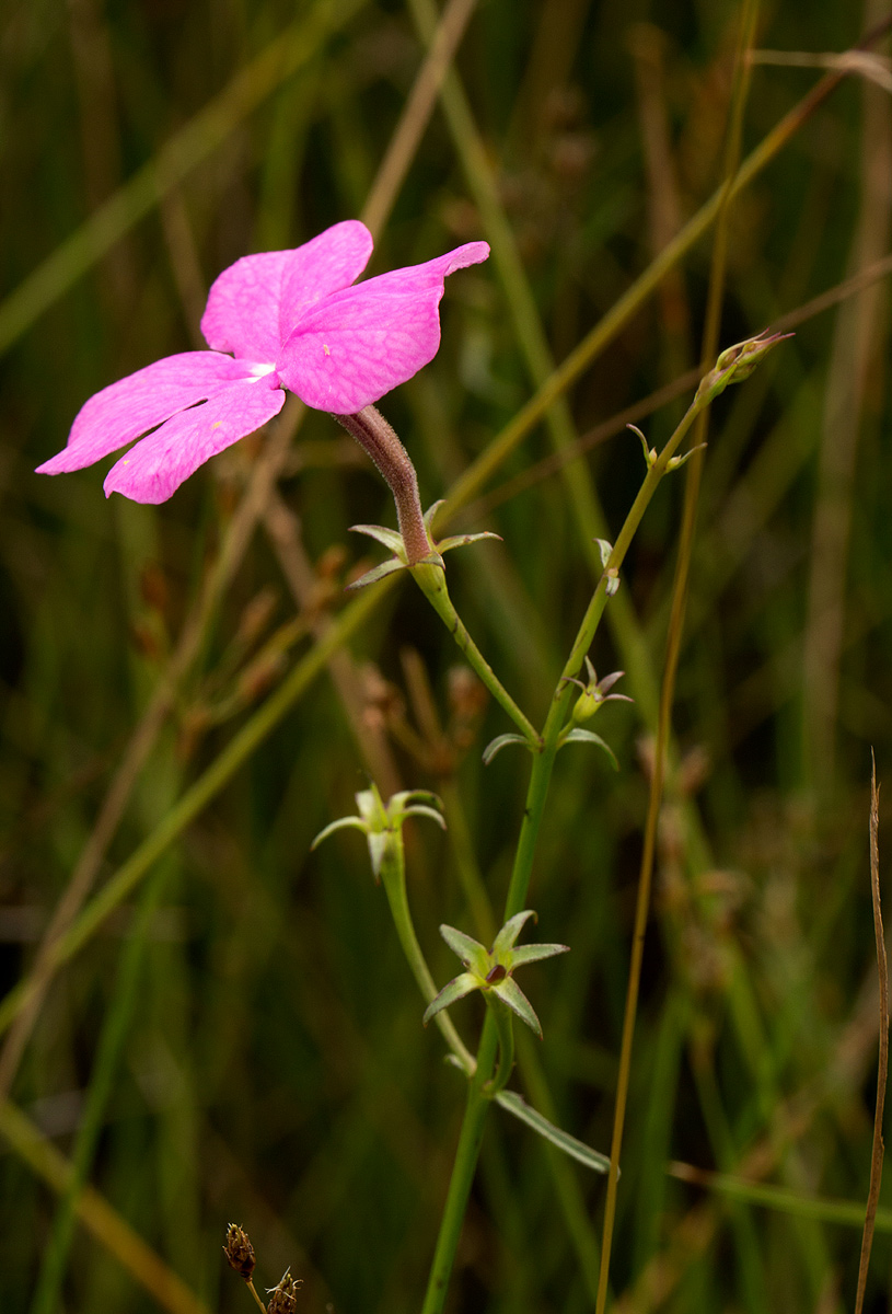 Cycnium tubulosum