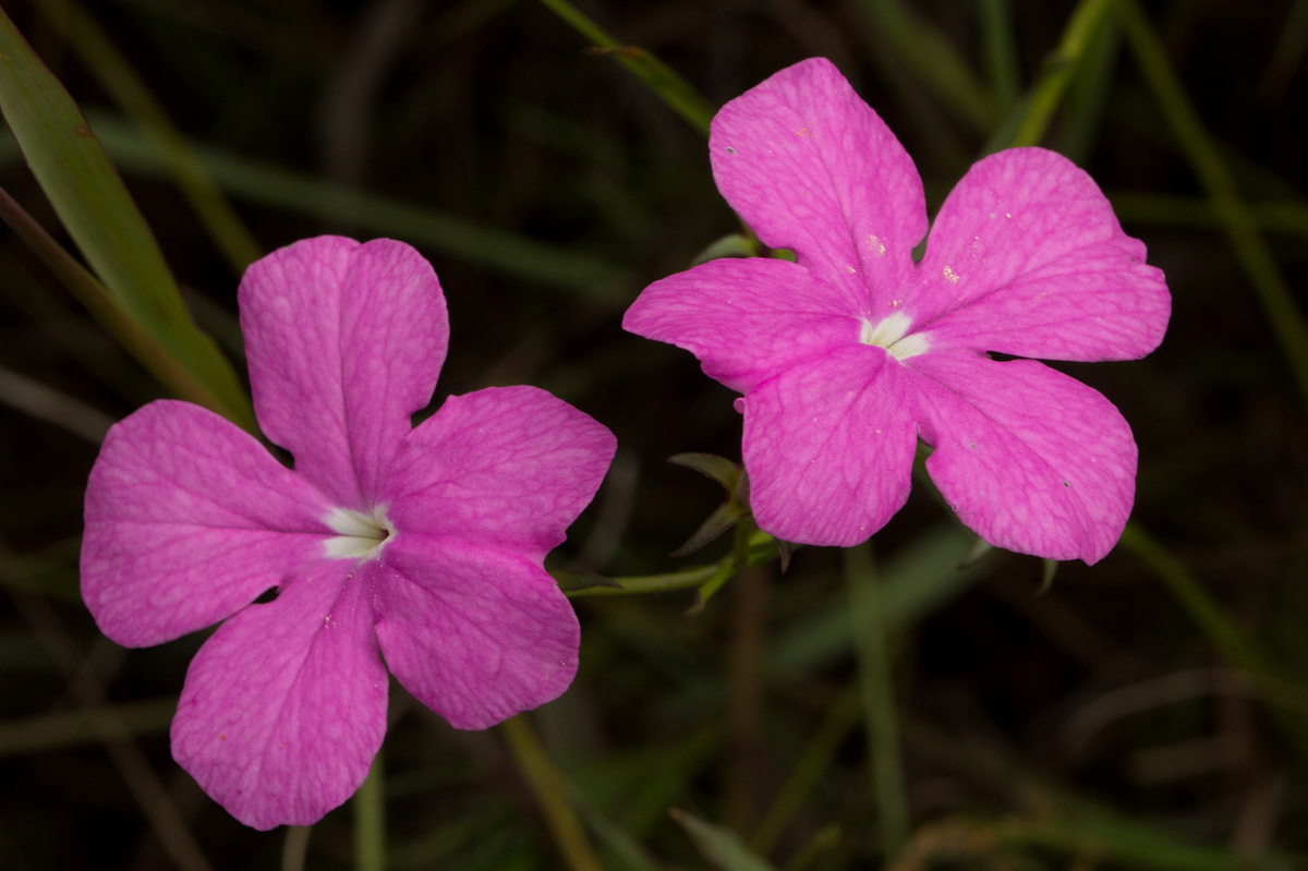 Cycnium tubulosum
