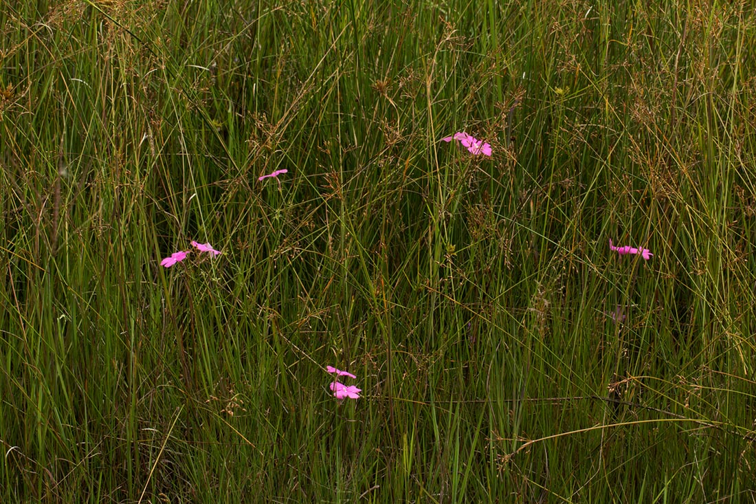 Cycnium tubulosum
