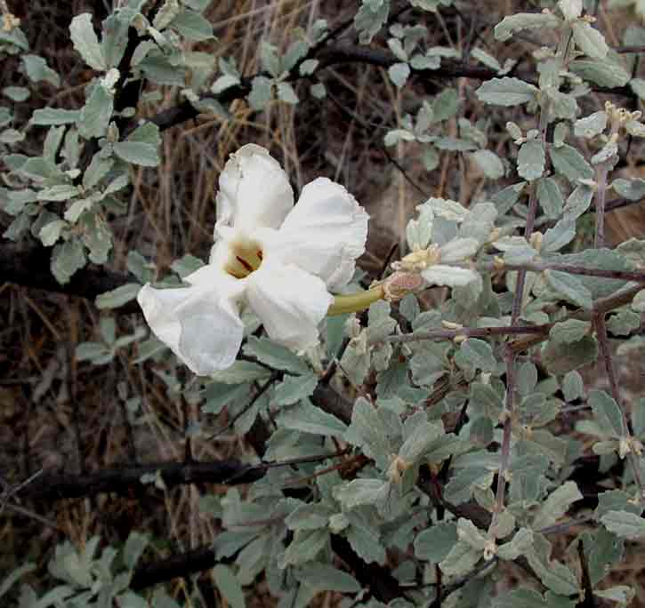 Catophractes alexandri