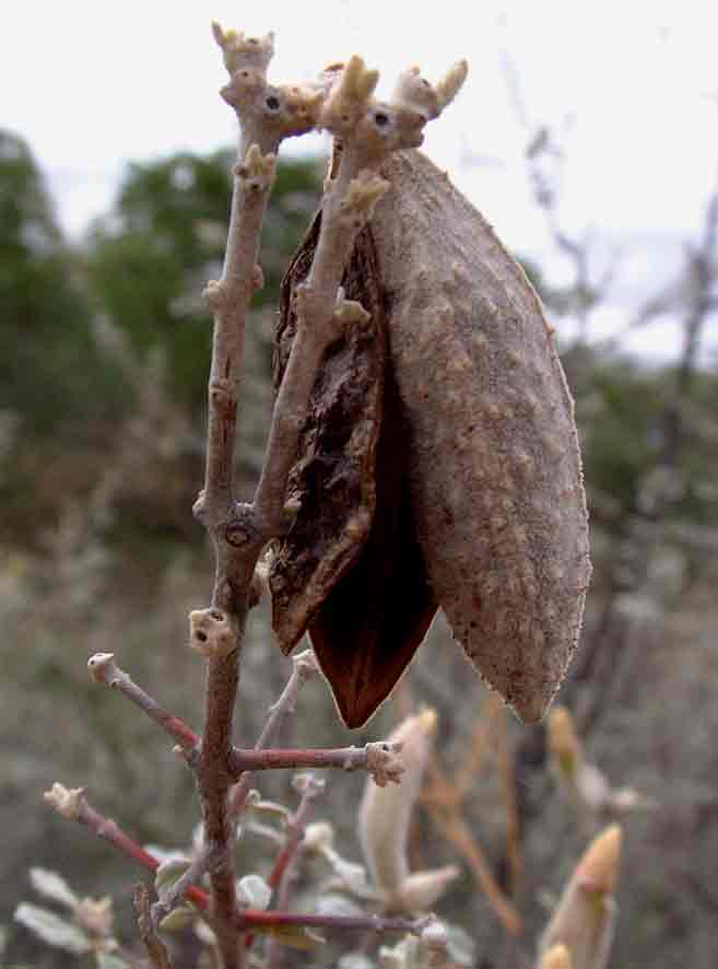 Catophractes alexandri