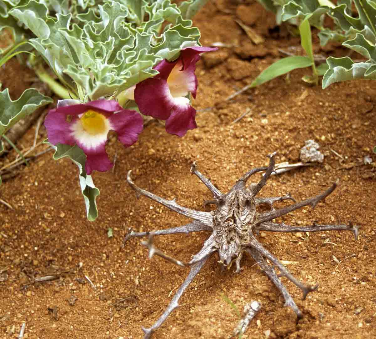 Harpagophytum procumbens subsp. transvaalense