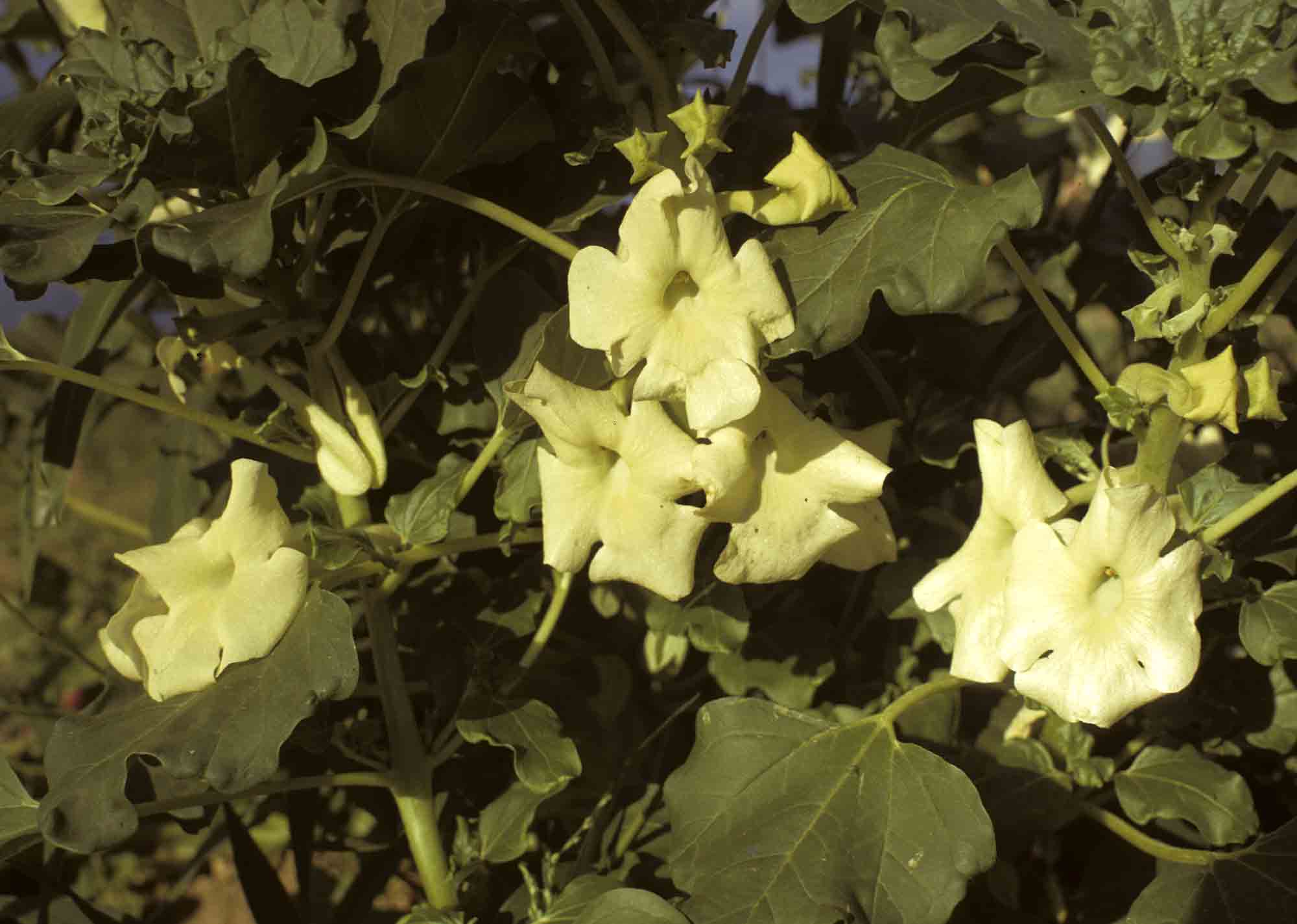 Holubia saccata