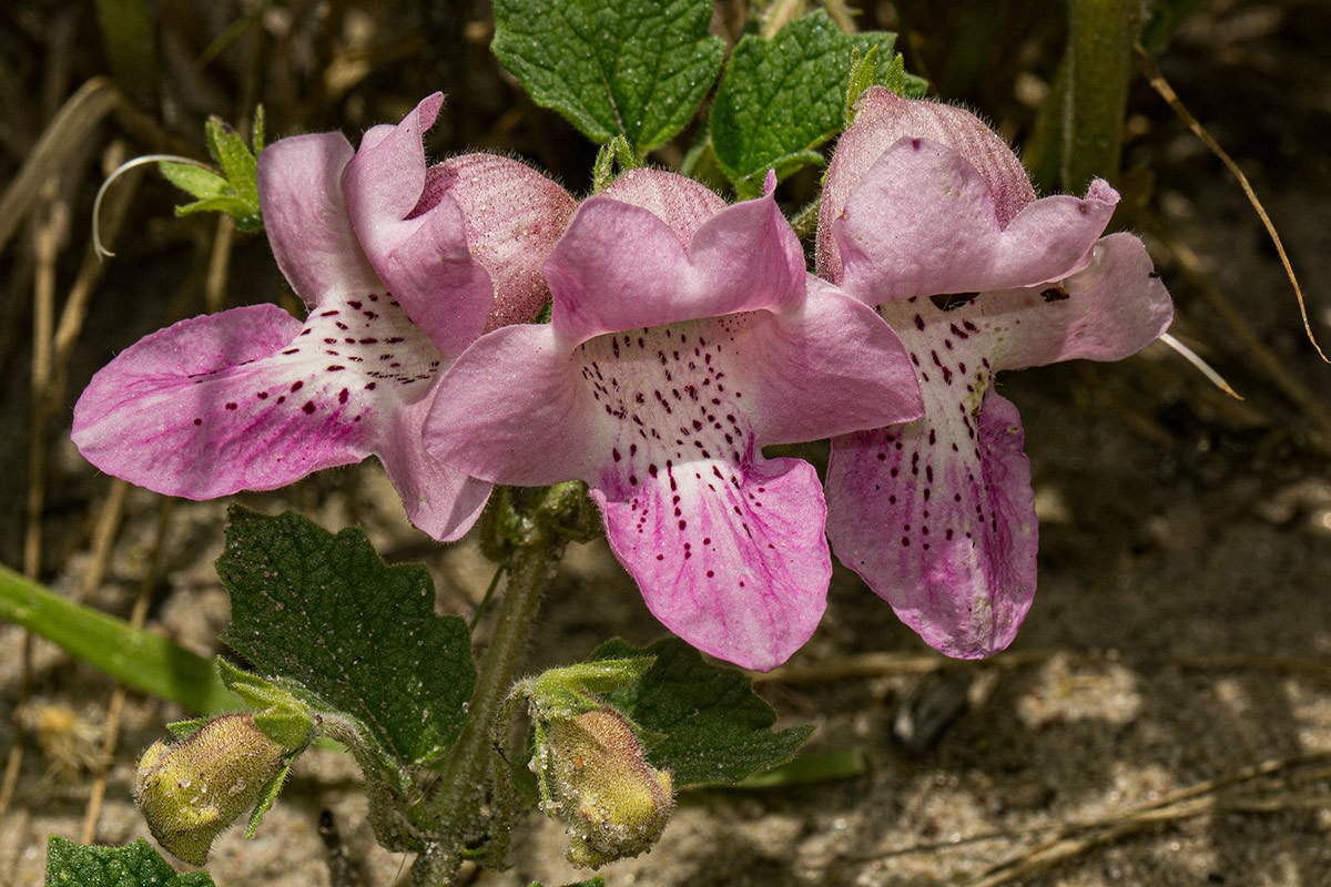 Dicerocaryum eriocarpum