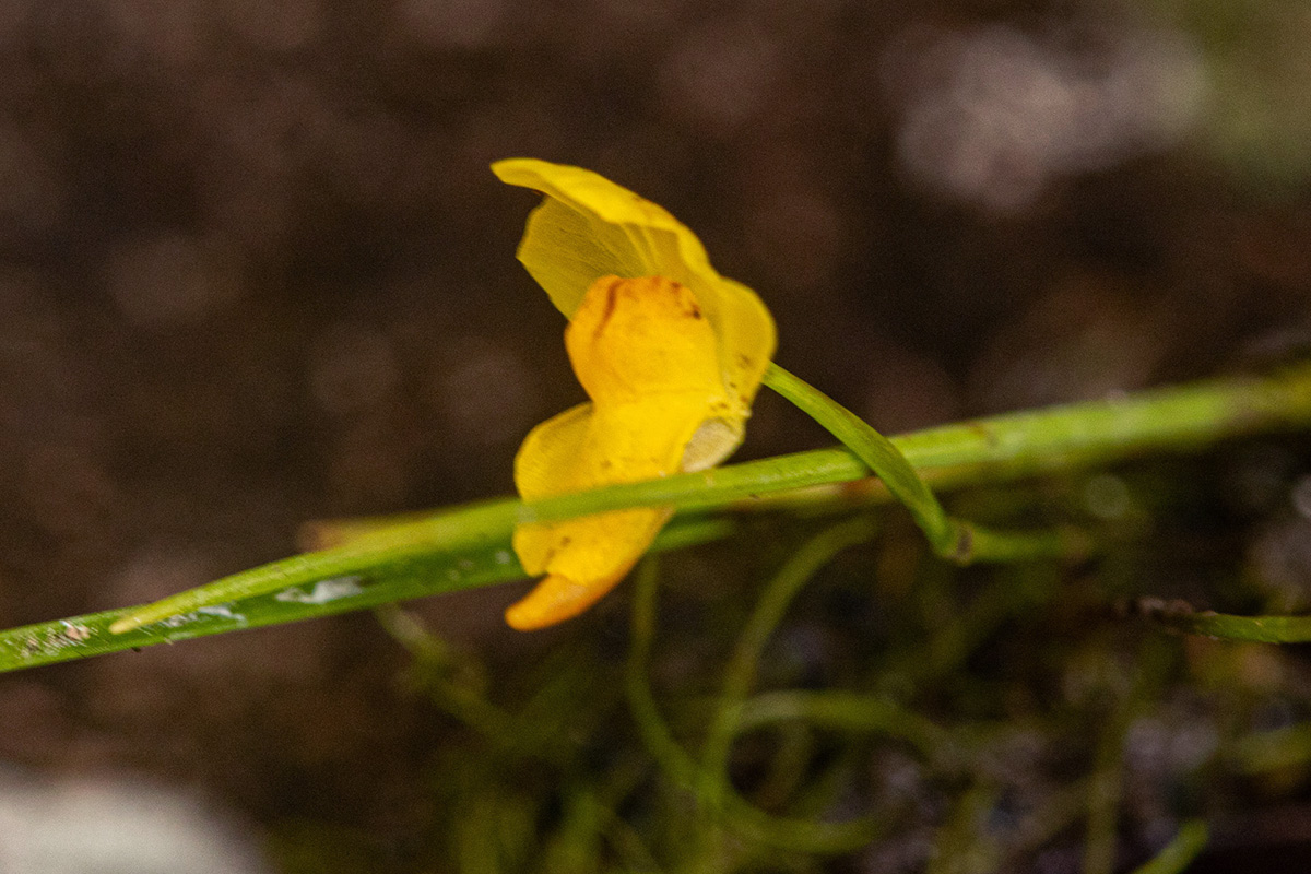 Utricularia gibba Utricularia gibba