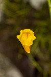 Utricularia gibba