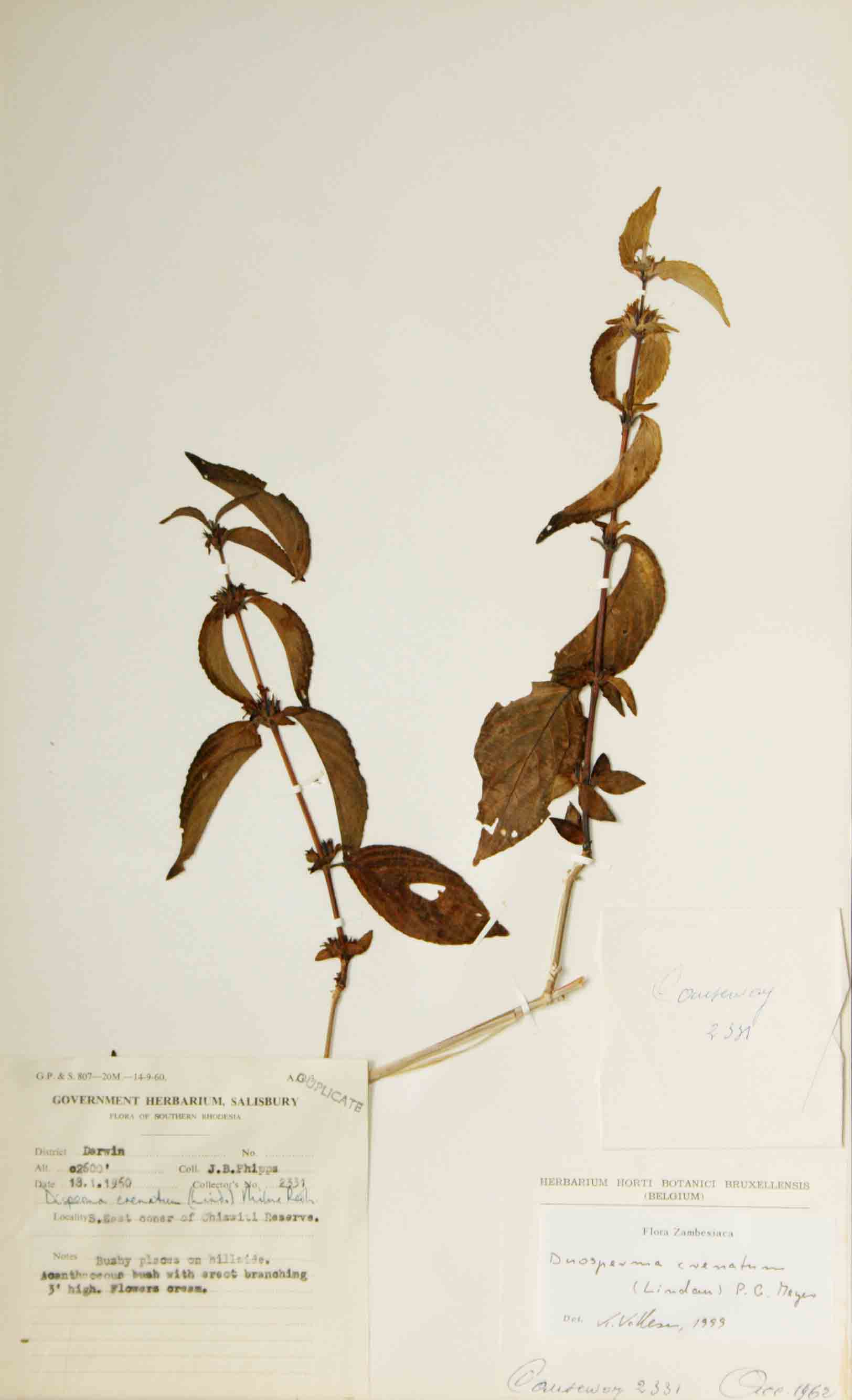 Duosperma crenatum