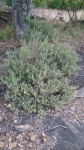 Barleria holubii subsp. holubii