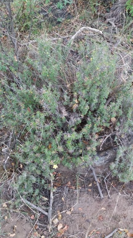 Barleria holubii subsp. holubii
