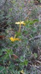 Barleria holubii subsp. holubii