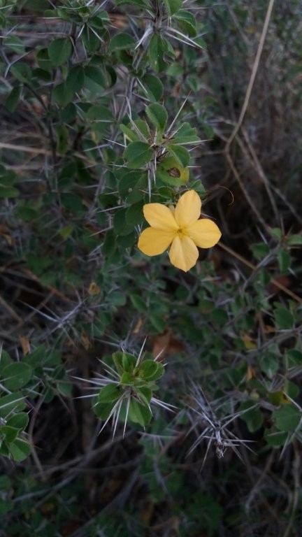 Barleria holubii subsp. holubii
