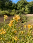 Barleria senensis