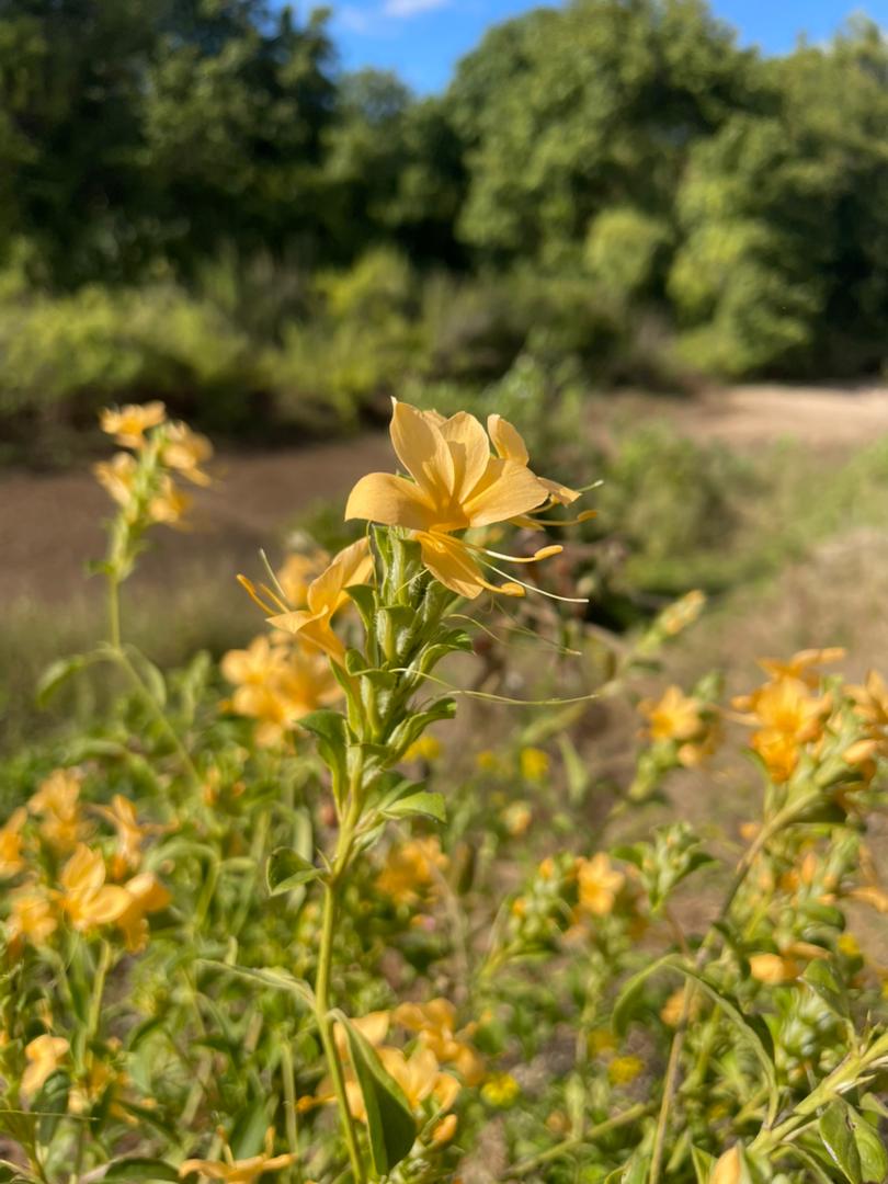Barleria senensis
